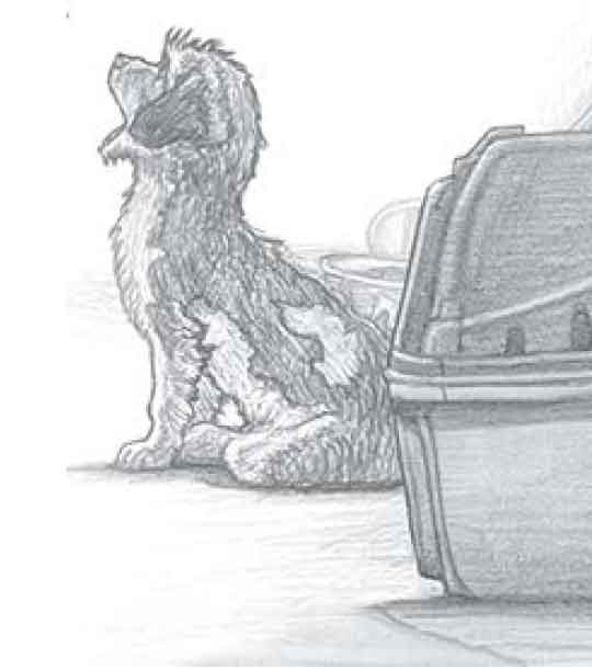The Dog Sketch
